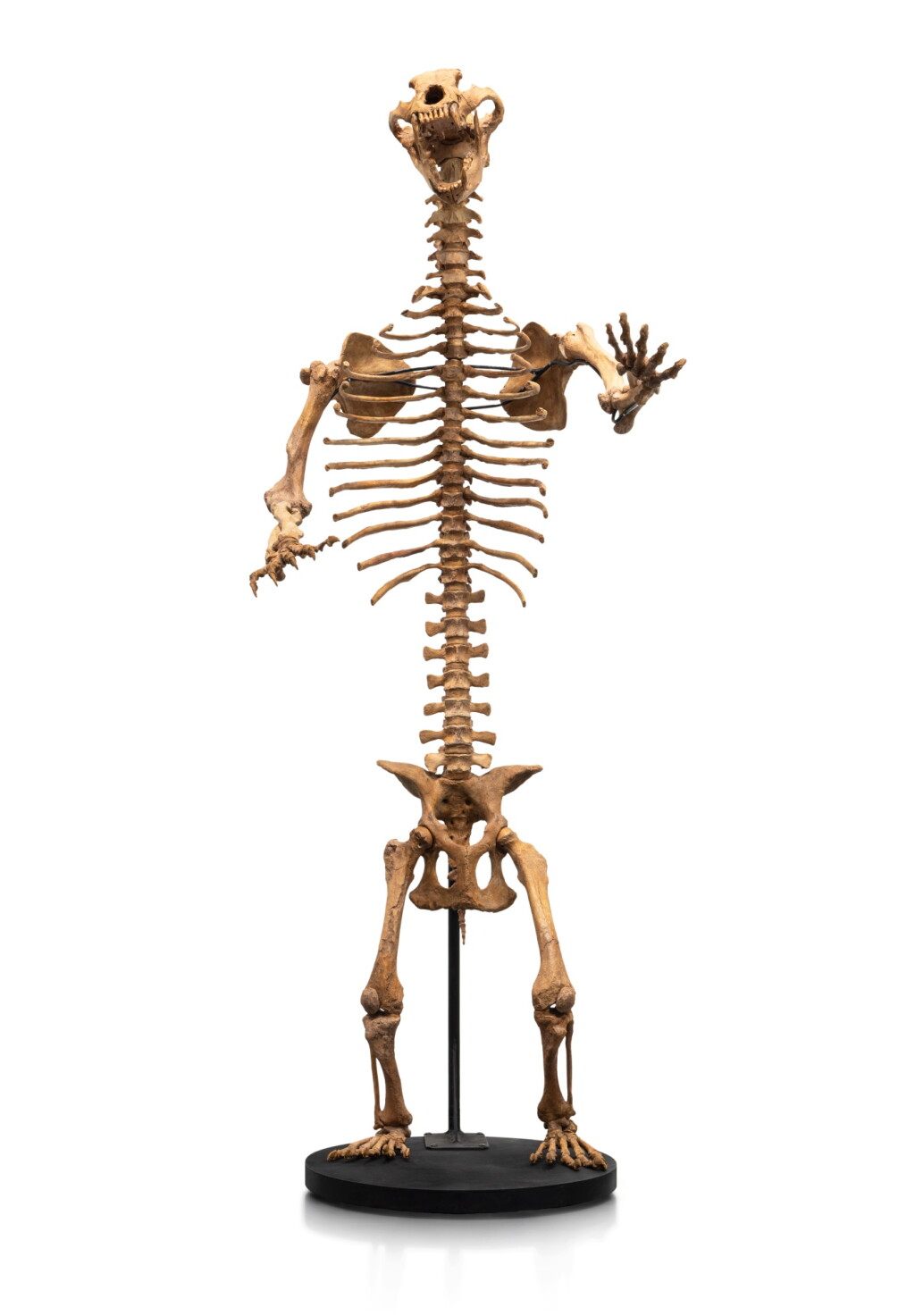 View full screen - View 1 of Lot 54. A Large Cave Bear Skeleton.