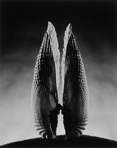 View full screen - View 1 of Lot 48. 'Angel Wing'.