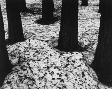 View full screen - View 1 of Lot 47. Pines in Snow.