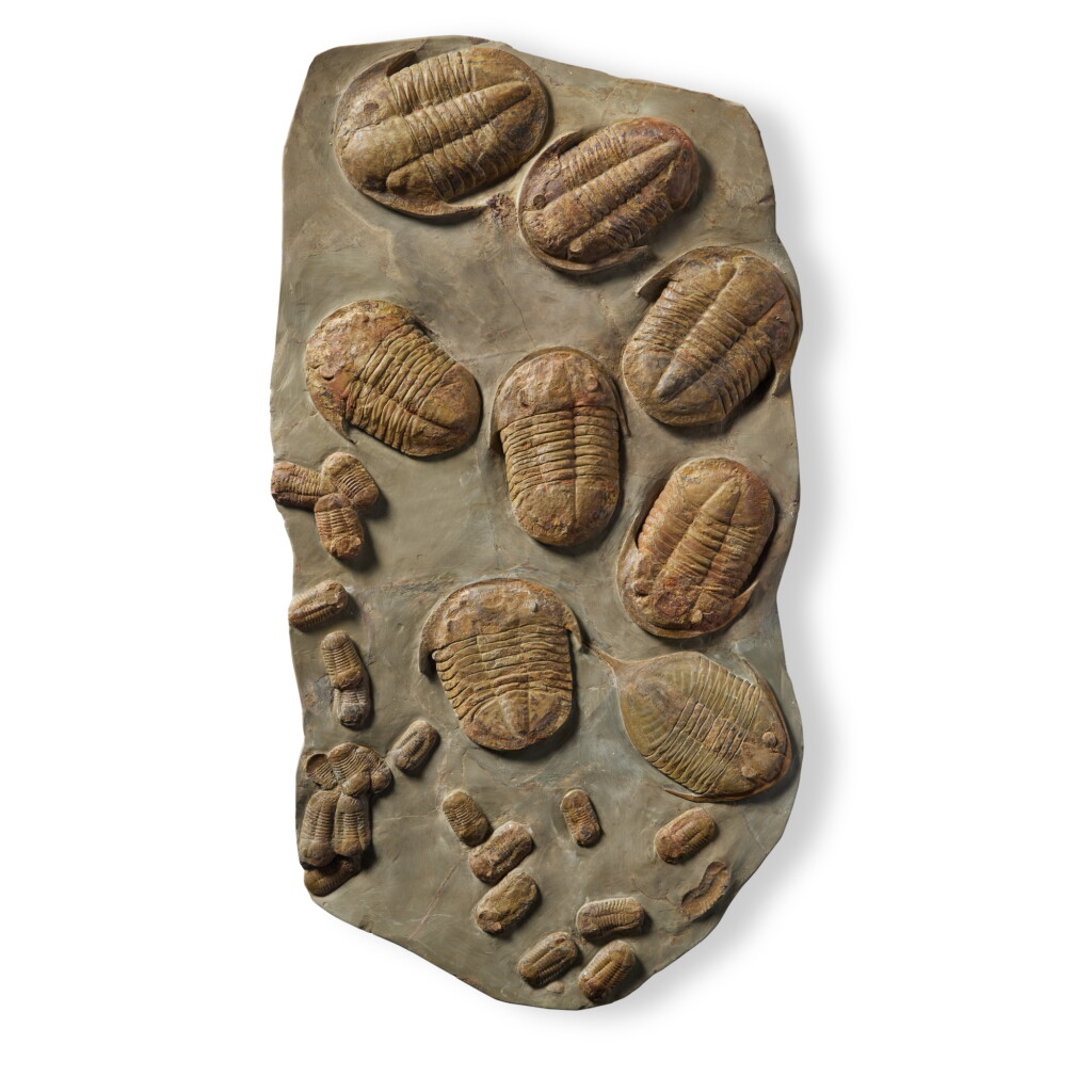 View full screen - View 1 of Lot 15. Trilobite Plate.
