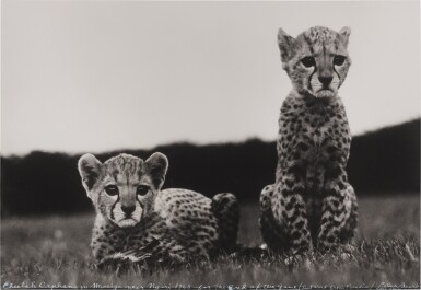 View full screen - View 1 of Lot 68. 'Cheetah Orphans in Mweiga near Nyeri'.