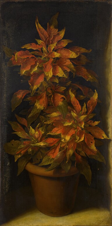 View full screen - View 1 of Lot 205. Still life of an Amaranthus tricolor in a terracotta pot.