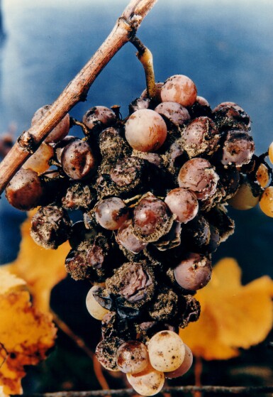 View full screen - View 1 of Lot 920. L'extravagant de Doisy Daëne "Vertical" (2 MAG).