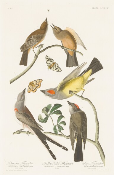 View full screen - View 1 of Lot 3. Arkansas Flycatcher. Swallow Tailed Flycatcher. Says Flycatcher. (Plate CCCLIX).