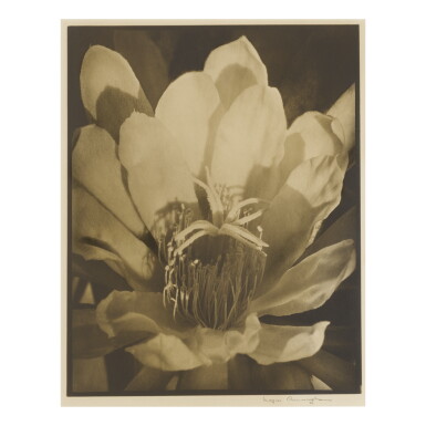 View full screen - View 1 of Lot 133. IMOGEN CUNNINGHAM | ORCHID CACTUS (CACTUS BLOSSOM).