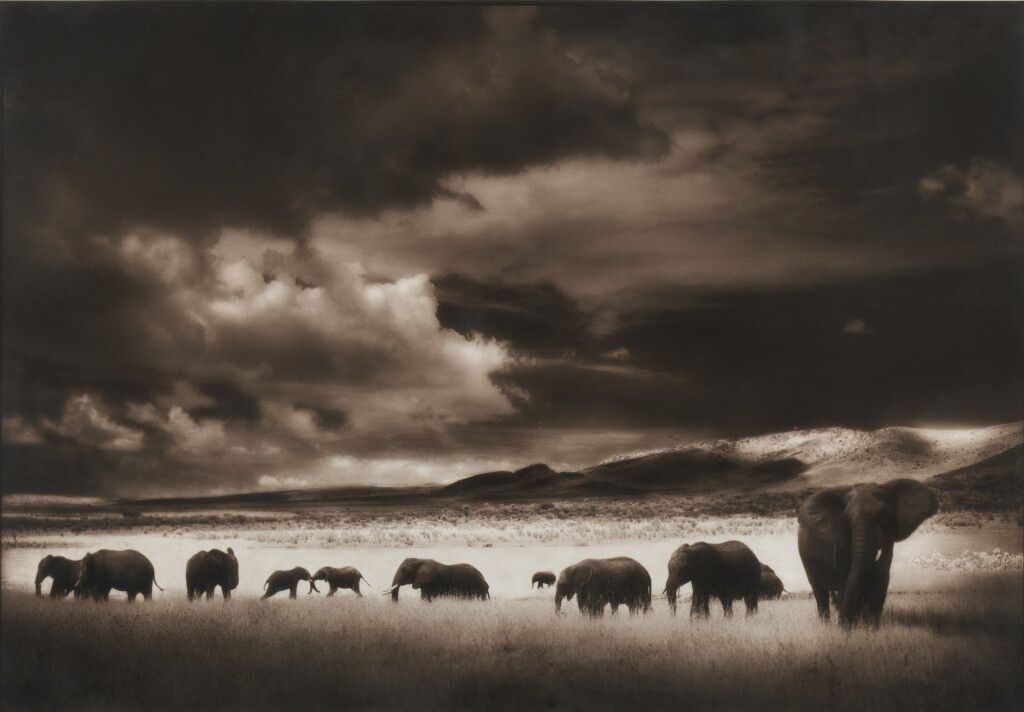 View full screen - View 1 of Lot 128. Elephant Herd, Serengeti .