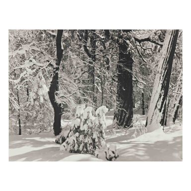 View full screen - View 1 of Lot 41. Forest Winter, Yosemite Valley, California.