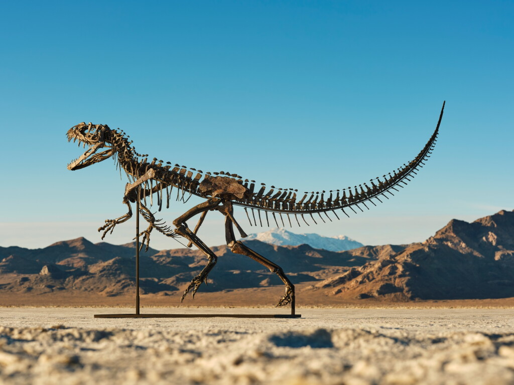 View full screen - View 1 of Lot 11. Ceratosaurus.