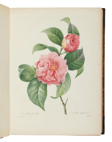 View full screen - View 1 of Lot 42. Redouté, Pierre-Joseph | "But would a rose by any other name would smell as sweet?".