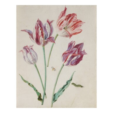 View full screen - View 1 of Lot 140. ATTRIBUTED TO CARL WILHELM DE HAMILTON | STUDIES OF TULIPS, WITH A MOTH AND CATERPILLAR.