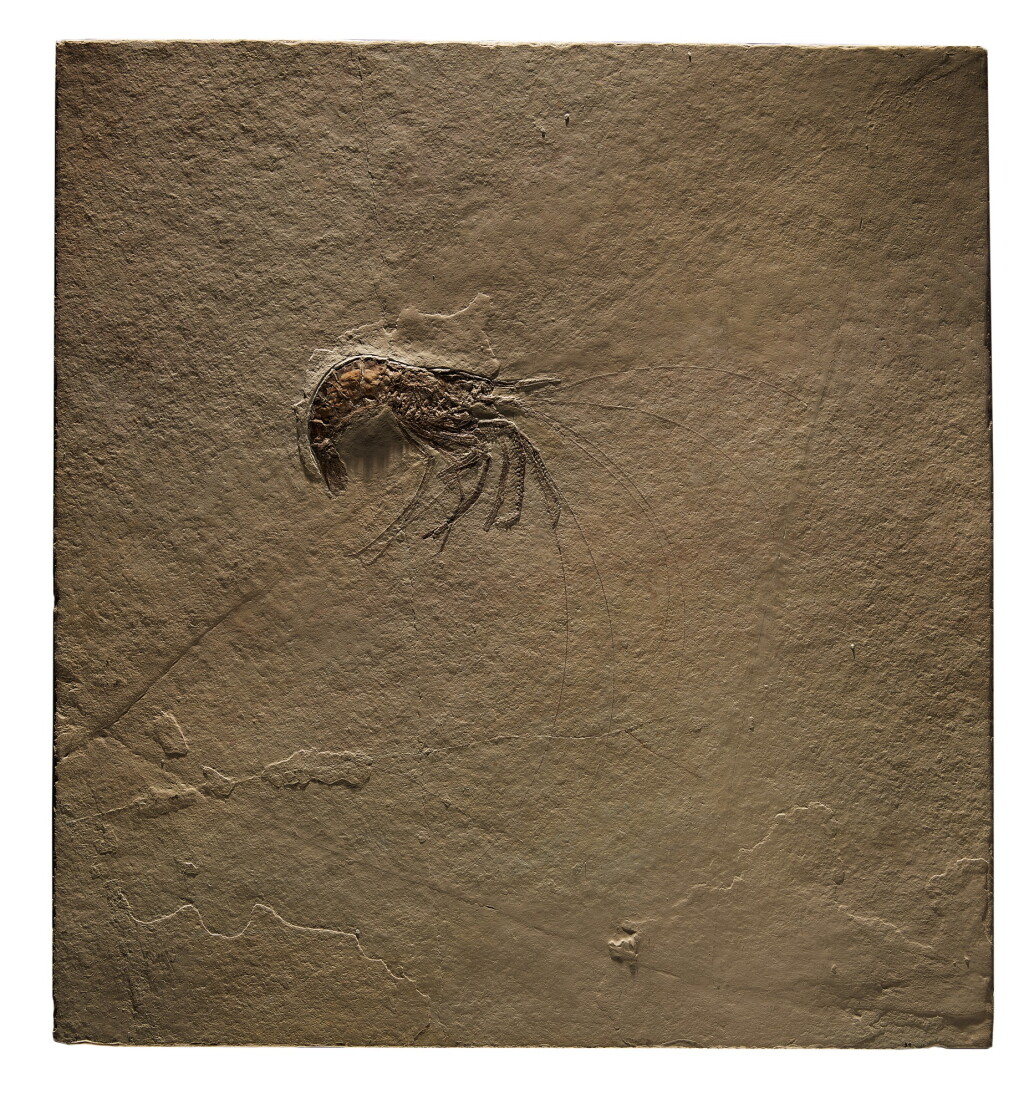 View full screen - View 1 of Lot 100. A SHRIMP PLAQUE .