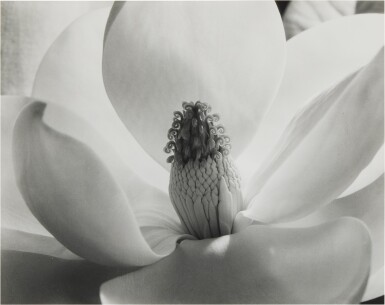 View full screen - View 1 of Lot 112. Magnolia Blossom.