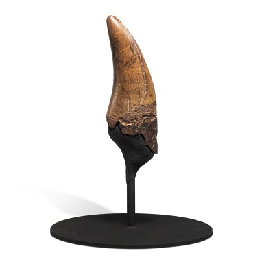 View full screen - View 1 of Lot 37. Tyrannosaurus Rex Tooth.