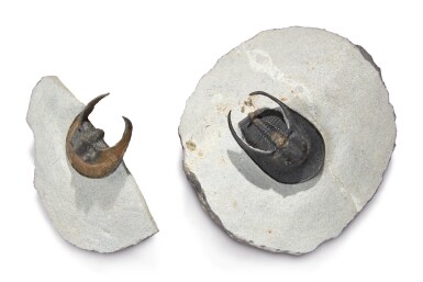 View full screen - View 1 of Lot 30. PAIR OF "WINGED" TRILOBITES.