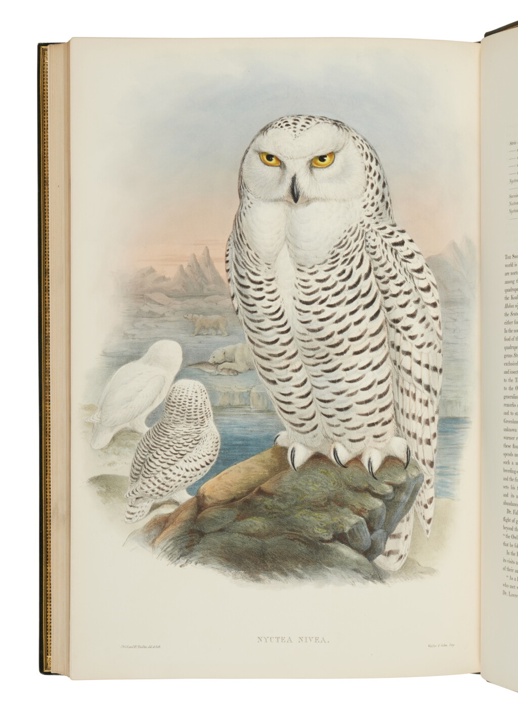 View full screen - View 1 of Lot 68. Gould, John | His most subscribed work.