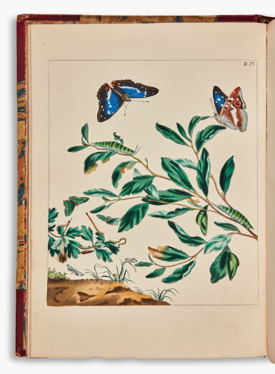 View full screen - View 1 of Lot 67. Moses Harris | The Aurelian, or natural history of English insects, 1840.