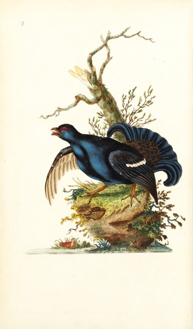 View full screen - View 1 of Lot 7. Donovan | The Natural History of British Birds. London, 1799-1819, 10 volumes.