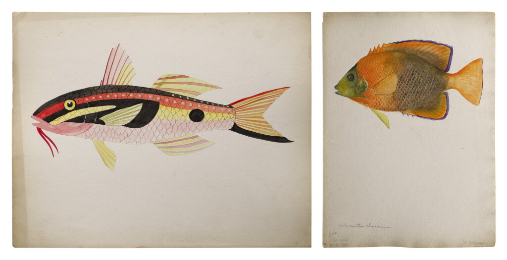 View full screen - View 1 of Lot 16. BLACK-SPOT GOATFISH | CLARION ANGELFISH.