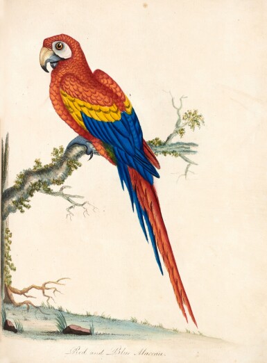 View full screen - View 1 of Lot 106. William Hayes | Portraits of rare and curious birds... from the menagery of Osterley Park, 1794.