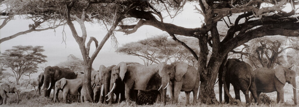 View full screen - View 1 of Lot 130. PETER BEARD | GARDENERS OF EDEN, 1984.