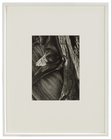 View full screen - View 1 of Lot 94. Juniper Tree Detail, Sequoia National Park.