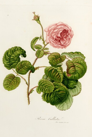 View full screen - View 1 of Lot 465. Gaetano Savi | Flora Italiana, Pisa, 1818-1824, 3 volumes in 1, contemporary half calf.