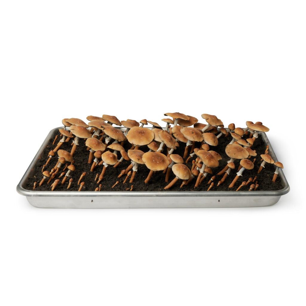 View full screen - View 1 of Lot 141. Psilocybe Cubensis Tray (Phototropic Response).