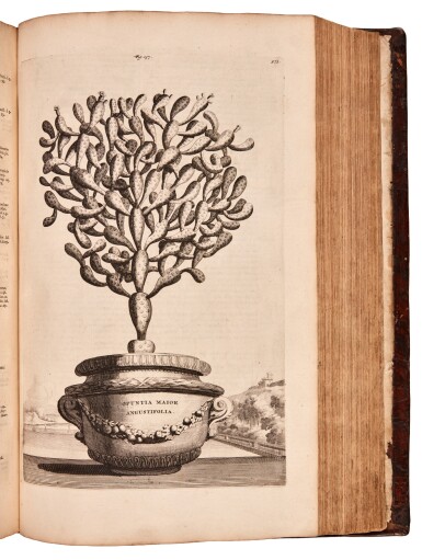 View full screen - View 1 of Lot 46. Abraham Munting | Naauwkeurige Beschryving der Aardgewassen, 1696, fine botanical engravings.
