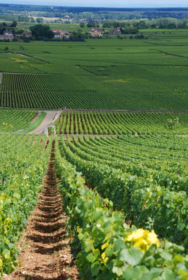 View full screen - View 1 of Lot 169. Montrachet 2020 Remoissenet Père Fils (3 BT).