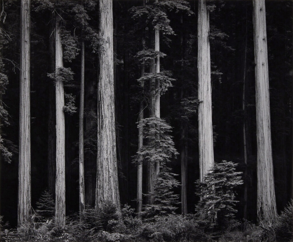 View full screen - View 1 of Lot 51. ‘Redwoods, Bull Creek Flat, California’.