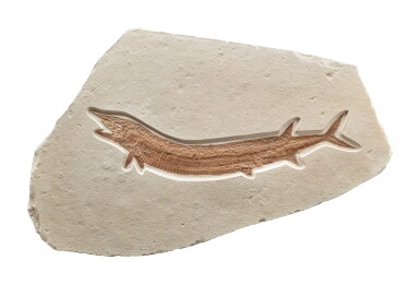 View full screen - View 1 of Lot 10. Rare Fossil Rayfish.