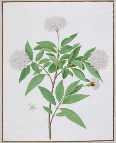 View full screen - View 1 of Lot 220. An Allium plant.