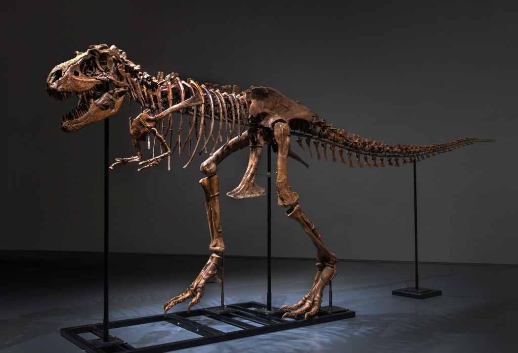 View full screen - View 1 of Lot 201. Gorgosaurus.