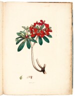 Smith and Sowerby | Icones pictae plantarum rariorum, 1790