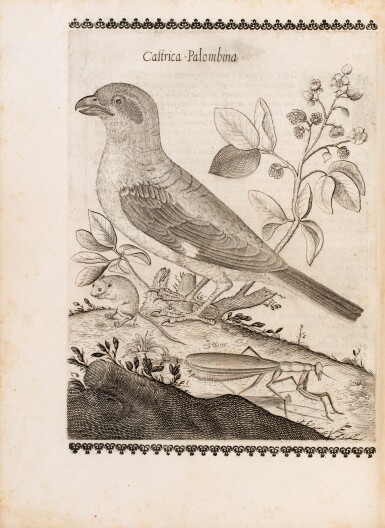 View full screen - View 1 of Lot 38. Uccelliera... Rome, 1684. Exemplaire aux armes de Jérôme II Bignon..