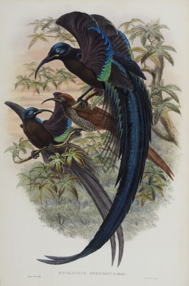 View full screen - View 1 of Lot 202. SHARPE, RICHARD BOWDLER | Monograph of the Paradiseidae, or Birds of Paradise, and Ptilonorhynchidae, or Bower-Birds. London: Henry Sotheran & Co. [printed by Taylor and Francis], 1891-1898.