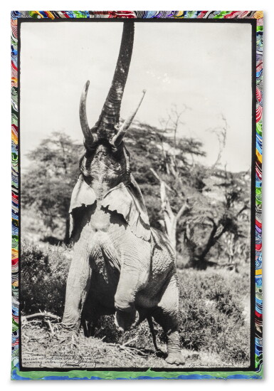 View full screen - View 1 of Lot 250. Elephant Reaching for the Last Branch on a Tree, Kenya, June 1960.
