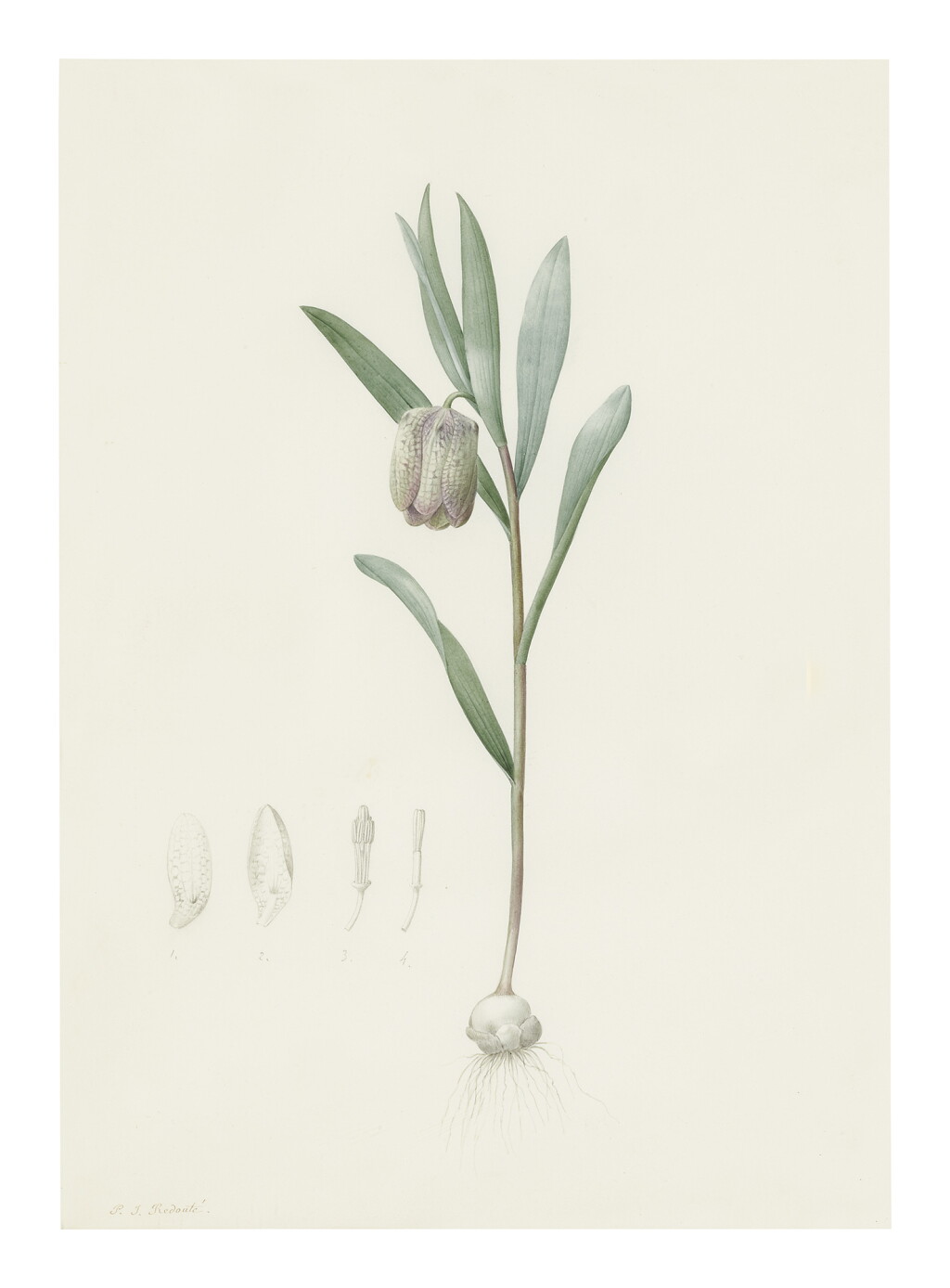 View full screen - View 1 of Lot 244. PIERRE-JOSEPH REDOUTÉ | FRITILLARIA LATIFOLIA.