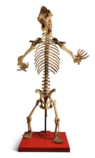 View full screen - View 1 of Lot 84. A LARGE CAVE BEAR SKELETON.
