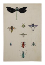DAMSELFLY, HOVERFLY, STINKBUG, SPHECID WASP, LONG-HORN BEETLE, HALICTID BEE, XYLOPHAGID FLY, TIGER BEETLE