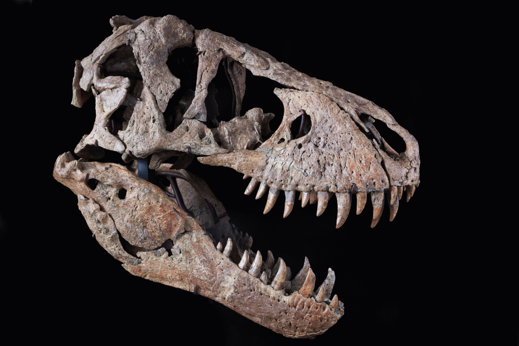 View full screen - View 1 of Lot 1. Tyrannosaurus Rex Skull.