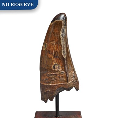 View full screen - View 1 of Lot 3. The Tooth Of A Tyrannosaurus Rex.