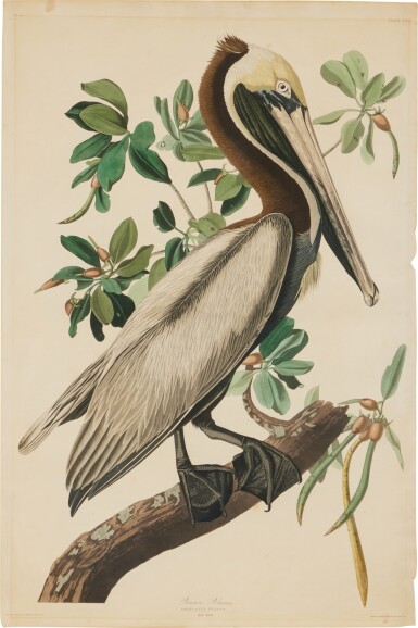 View full screen - View 1 of Lot 183. Brown Pelican (Plate CCLI).