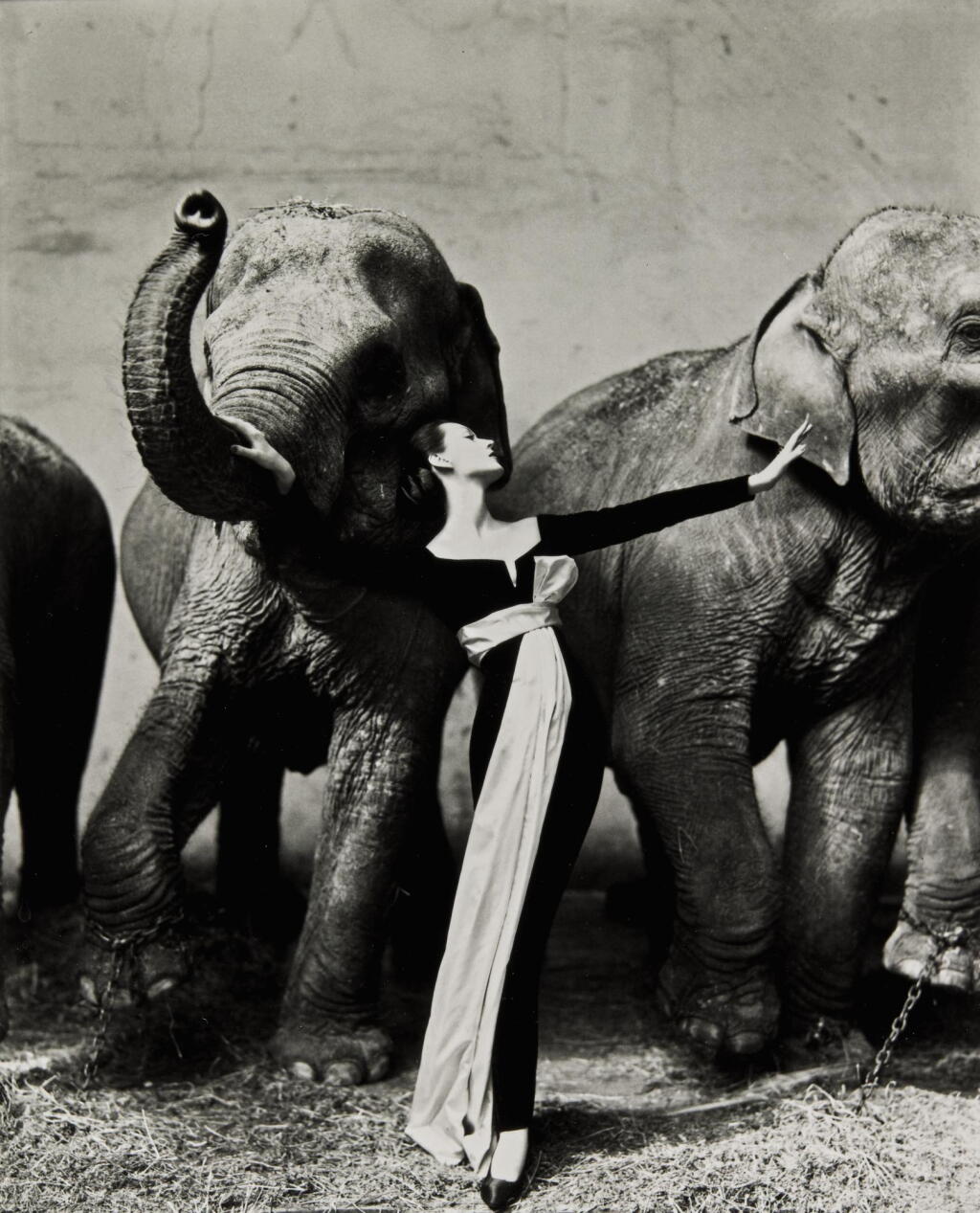 View full screen - View 1 of Lot 20. RICHARD AVEDON | 'DOVIMA WITH ELEPHANTS, EVENING DRESS BY DIOR, CIRQUE D'HIVER', PARIS, 1955.