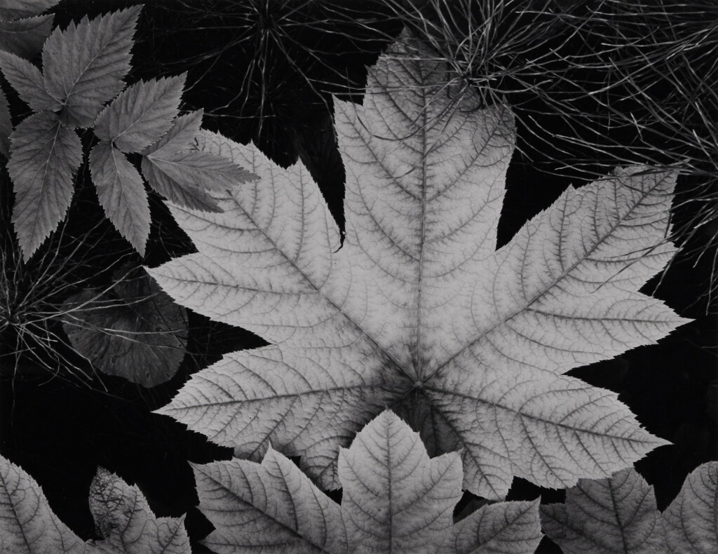 View full screen - View 1 of Lot 77. ‘Leaf, Glacier Bay National Monument, Alaska’.