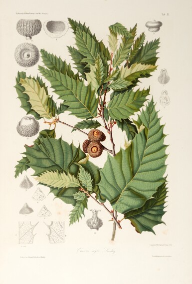 View full screen - View 1 of Lot 392. Karl Georg Theodor Kotschy | Les chênes de l'Europe et de l'Orient, Paris, 1864, contemporary morocco backed boards.