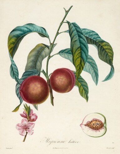 View full screen - View 1 of Lot 69. Henri Louis Duhamel du Monceau | Traité des arbres fruitiers, 1808-1835, 6 volumes.