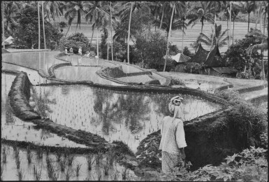 View full screen - View 1 of Lot 47. Sumatra, Indonesia.