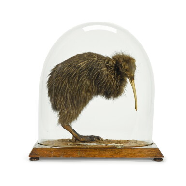 View full screen - View 1 of Lot 117. A North Island Brown Kiwi (Apteryx australis mantelli), 1891.