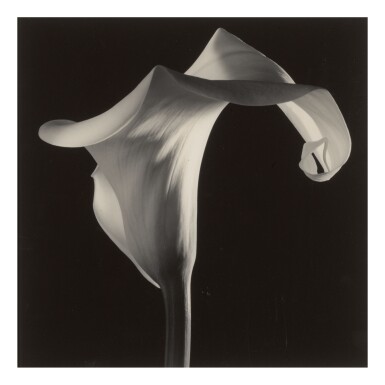 View full screen - View 1 of Lot 207. ROBERT MAPPLETHORPE | 'CALLA LILY'.
